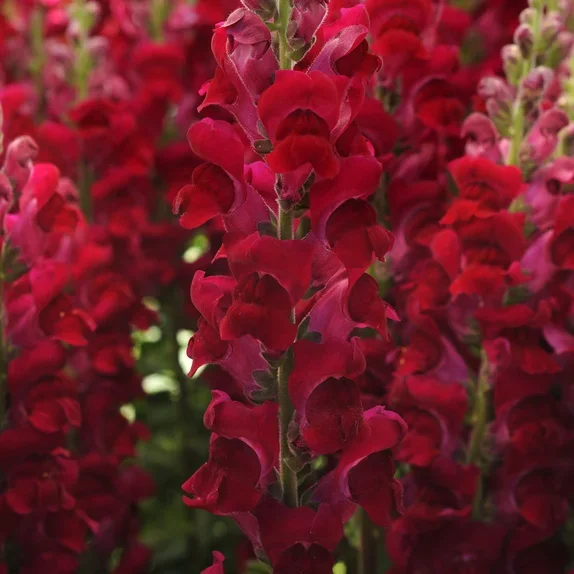 Antirrhinum Potomac Crimson Antirrhinum Potomac Crimson