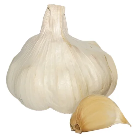 Vitlök Messidor