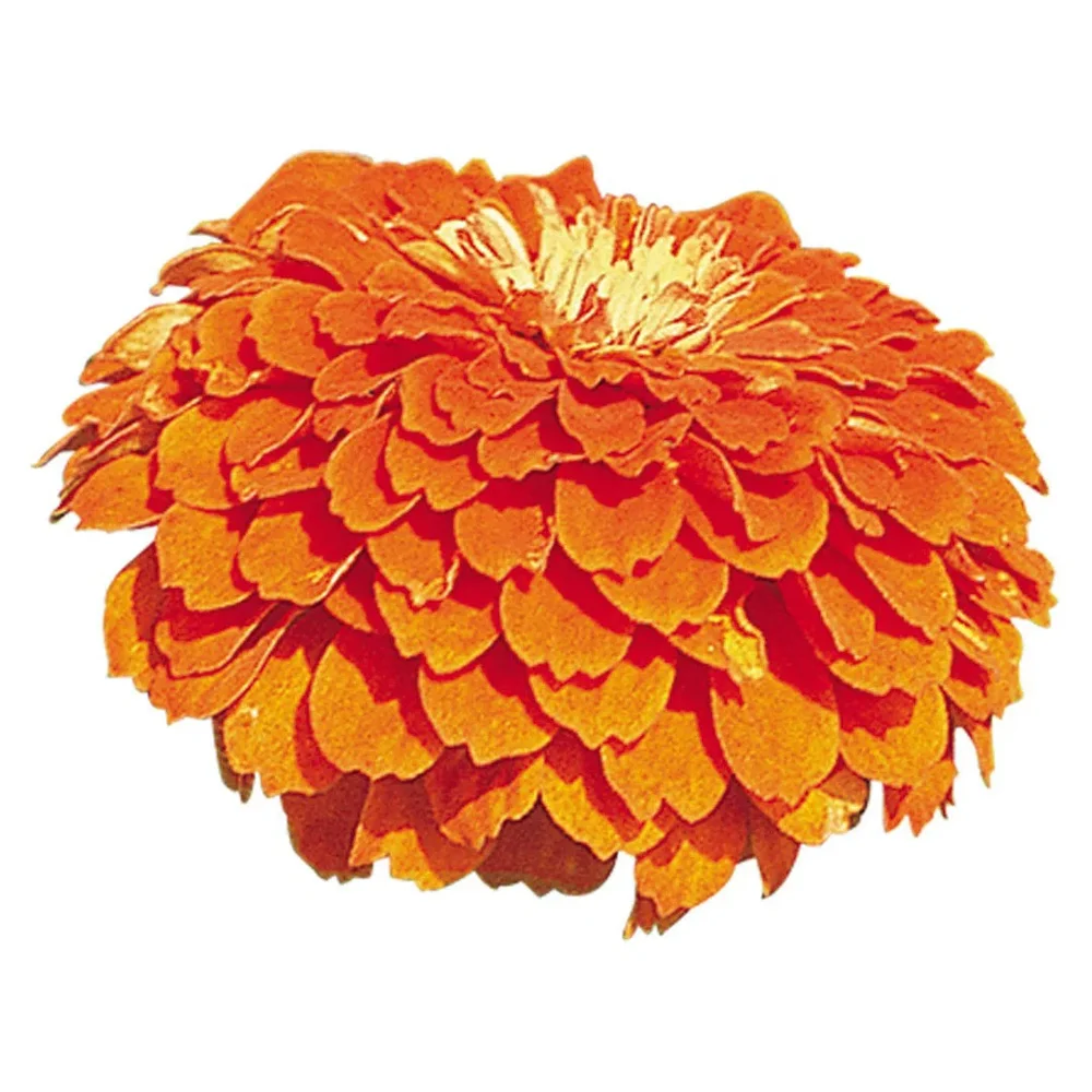 Zinnia Benary´s Giants Orange Zinnia Benary´s Giants Orange