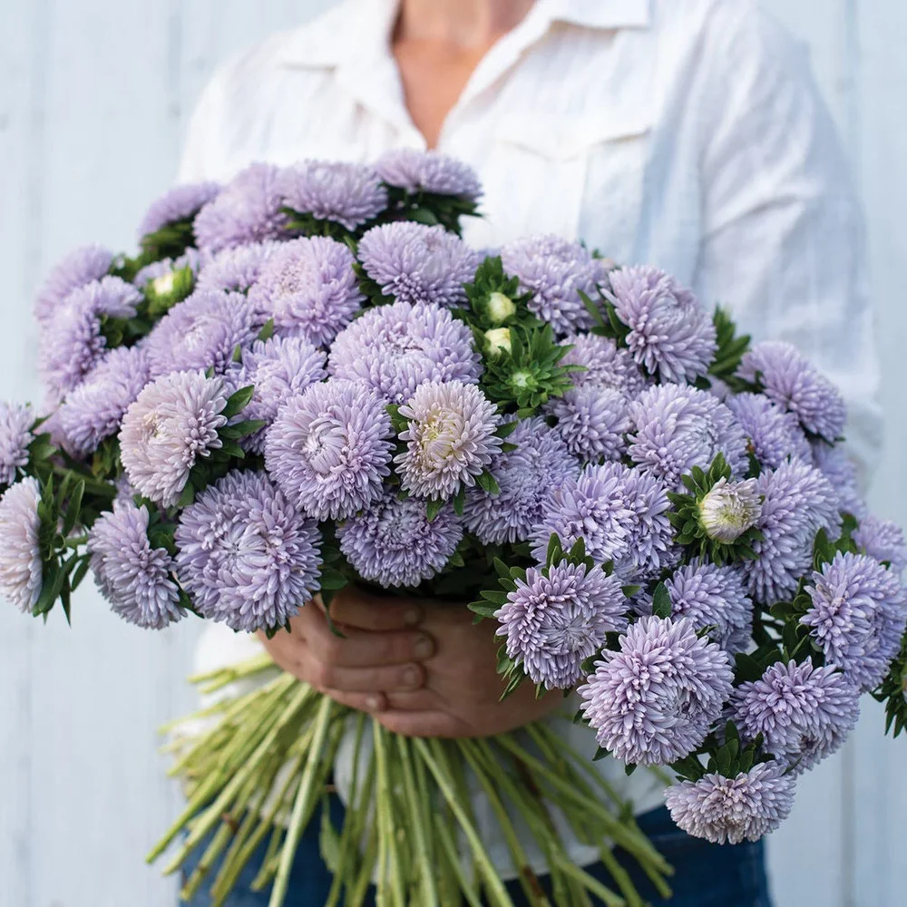 Callistephus Lady Coral Lavender Callistephus Lady Coral Lavender
