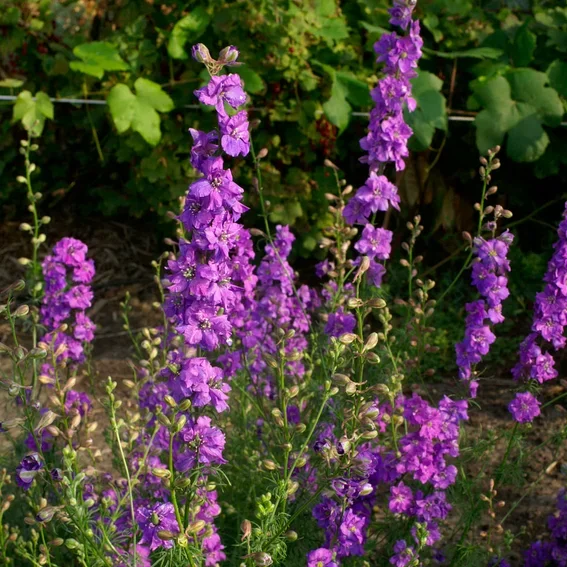 Consolida QIS Lilac Consolida QIS Lilac