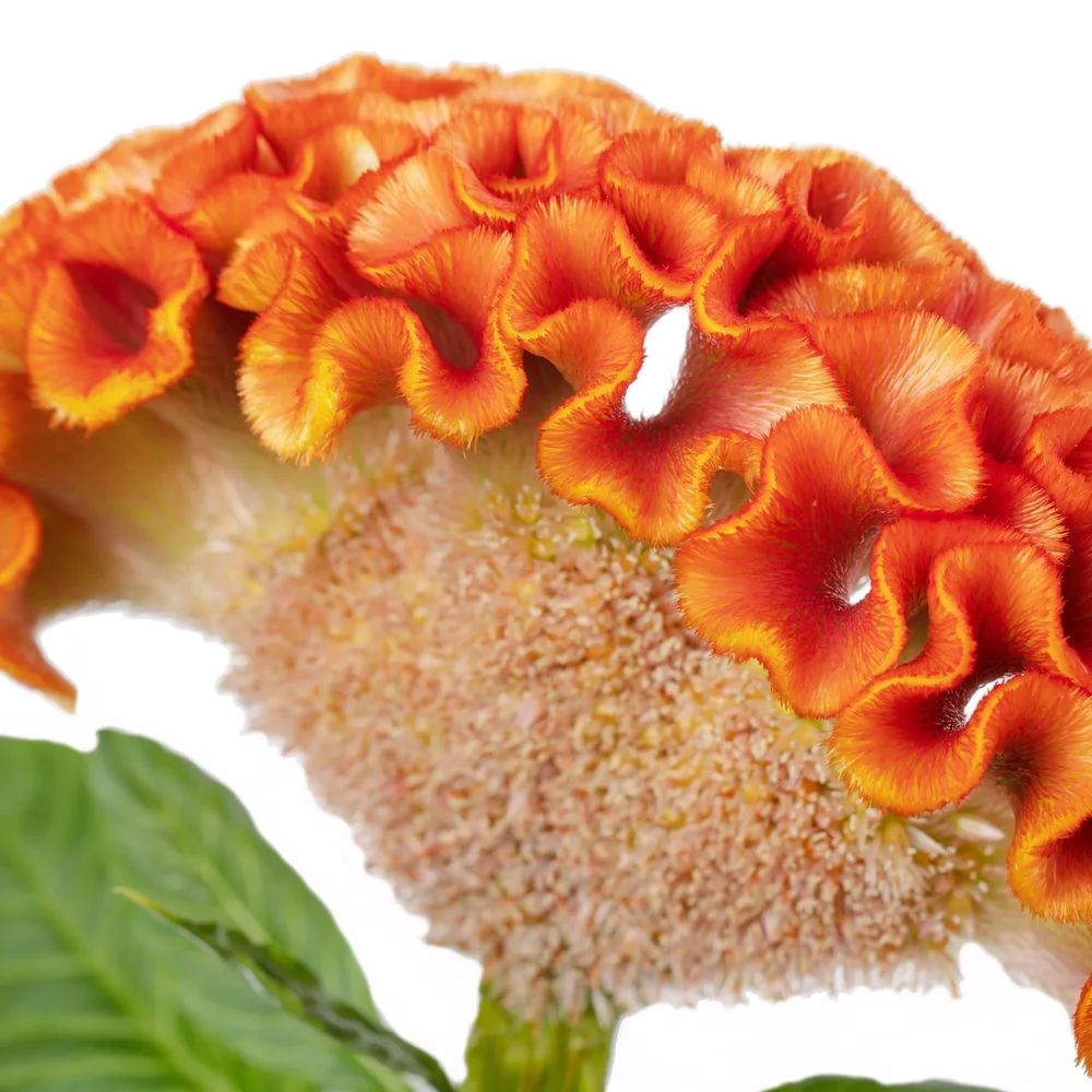 Celosia Act Zara Orange Celosia Act Zara Orange
