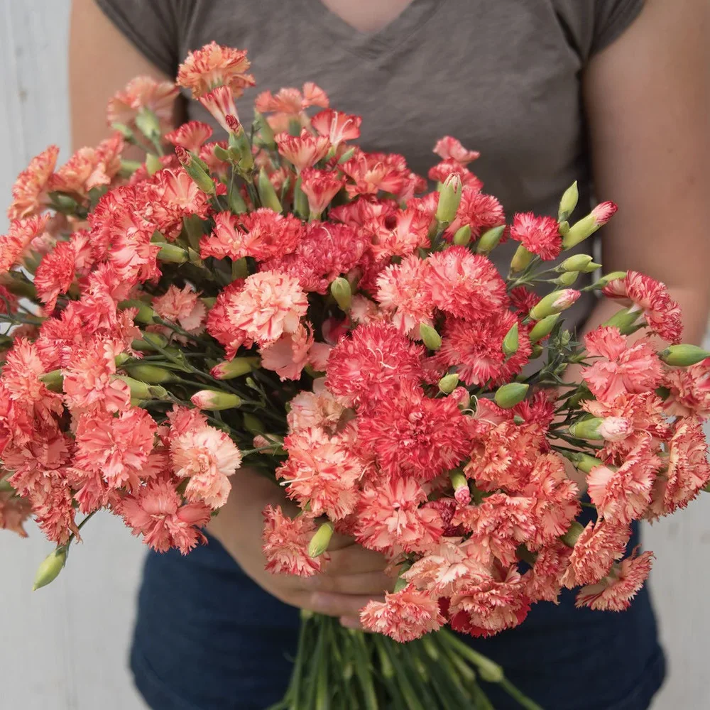 Dianthus Chabaud Orange Sherbet Dianthus Chabaud Orange Sherbet