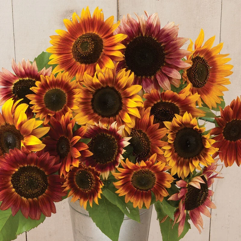 Helianthus Autumn Beauty Helianthus Autumn Beauty