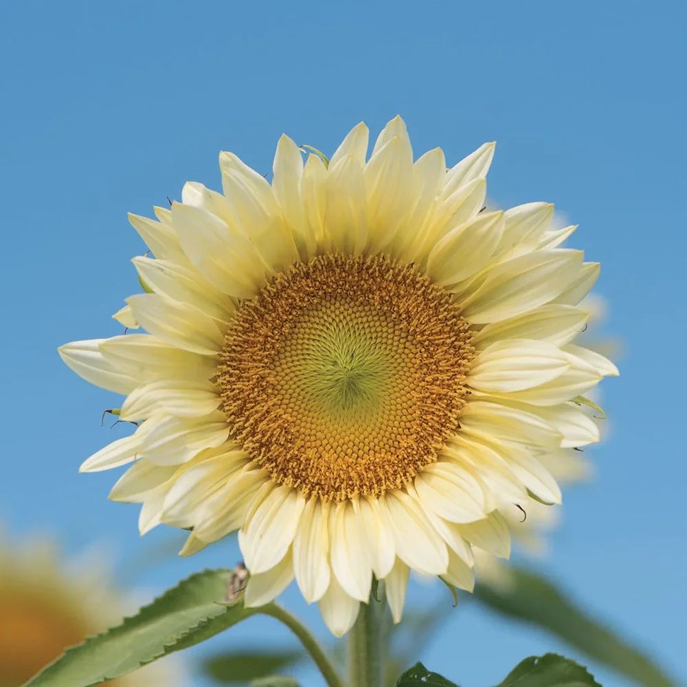 Helianthus Procut White Lite F1 Helianthus Procut White Lite F1