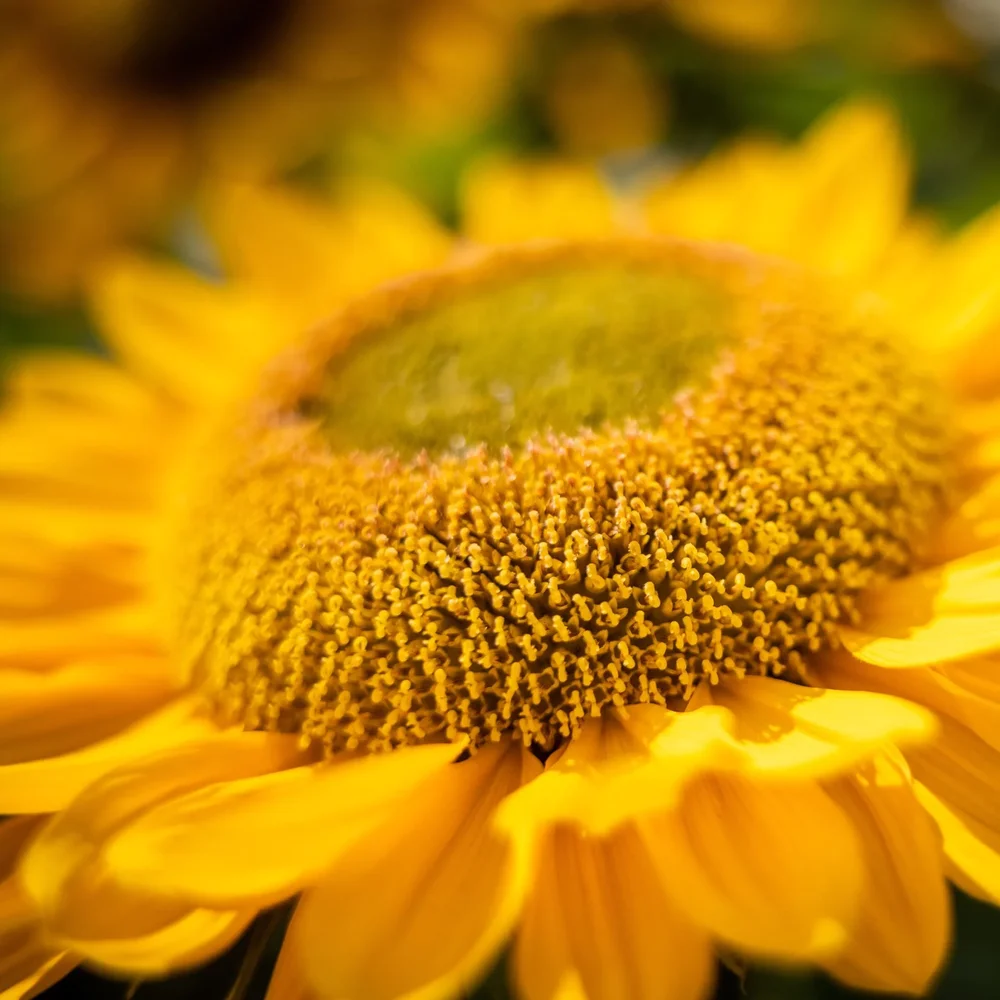 Helianthus Gold Up F1 - Bild 2
