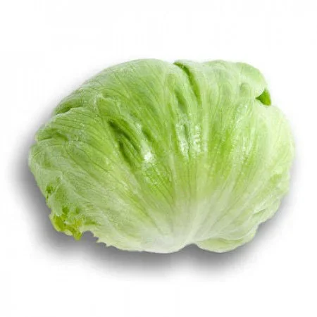 Isbergssallat Umbrinas RZ - Bild 1