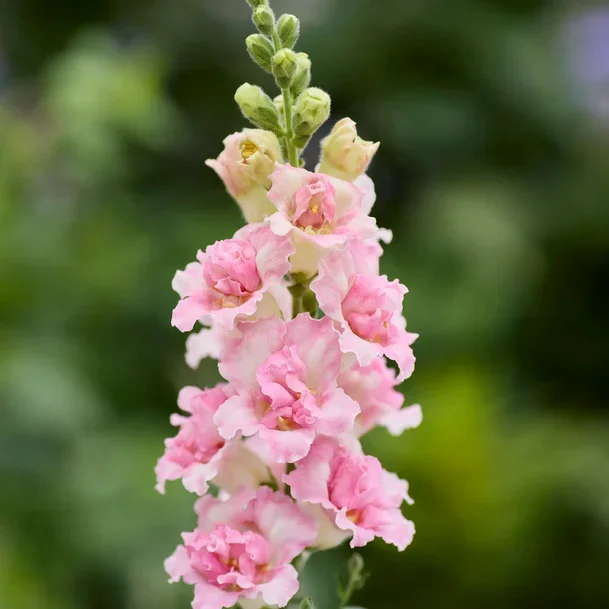 Antirrhinum Appleblossom Antirrhinum Appleblossom
