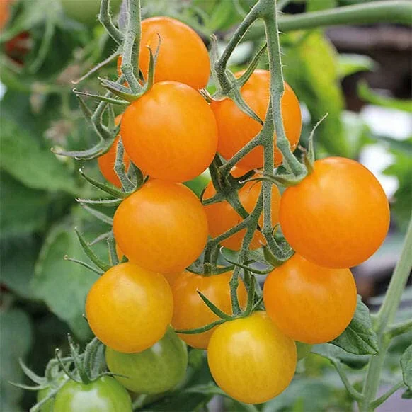 Sungold F1 Sungold F1