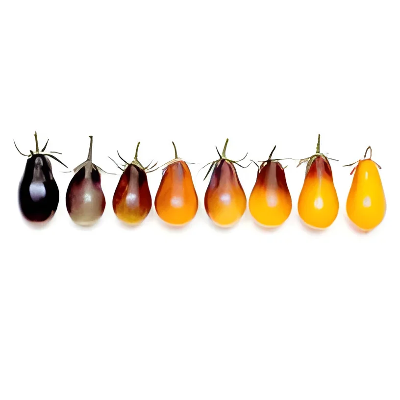 Indigo Pear Drops Indigo Pear Drops
