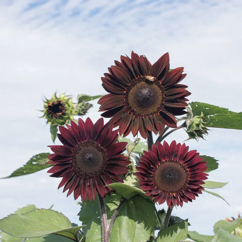Helianthus Rouge Royale Helianthus Rouge Royale