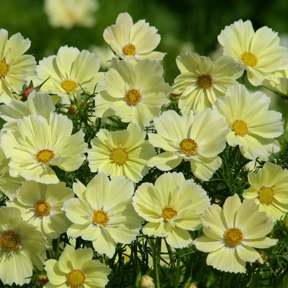 Cosmos Xanthos Cosmos Xanthos
